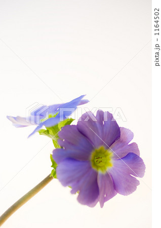 プリムラオブコニカ プリムラオブコニカ 1164502