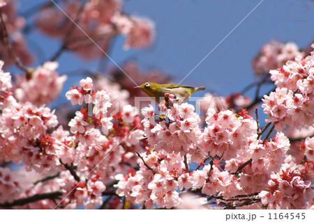 目白と河津桜 1164545