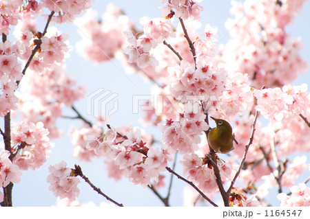 目白と河津桜 目白と河津桜 1164547