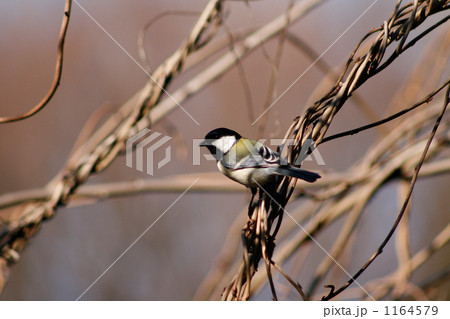 藤蔓に止まる四十雀 1164579