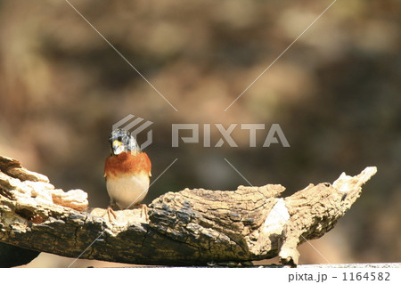 向日葵の種を食べる夏羽の花鶏 1164582