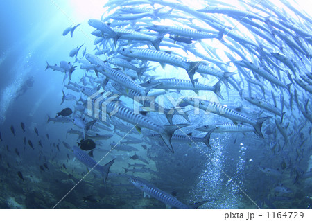 シパダン島のバラクーダの群れとダイバー シパダン島のバラクーダの群れとダイバー 1164729