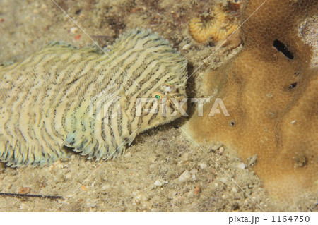 宝石のような目をもつ虎柄の魚 1164750