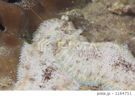 宝石のような目をもつ魚 1164751