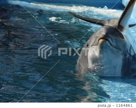 イルカの表情 イルカの表情 1164861
