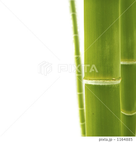 竹 竹 1164885