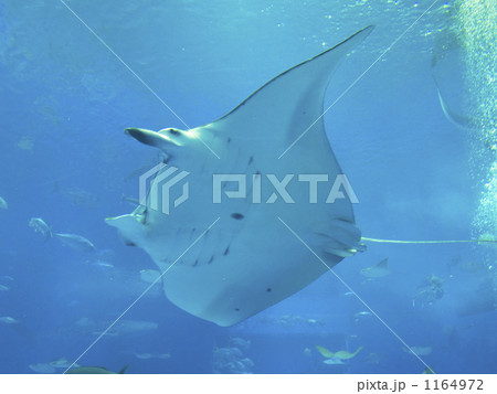 マンタ 美ら海水族館 オニイトマキエイの写真素材