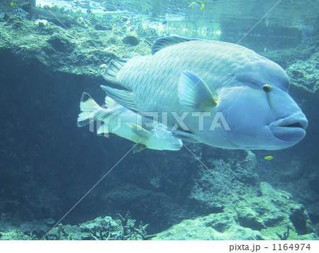 ナポレオンフィッシュ ちゅらうみ 沖縄美ら海水族館の写真素材 [1164974] - PIXTA