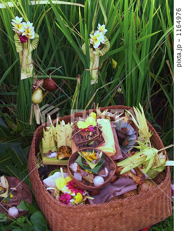 チャナン チャナン 1164976