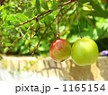 寄り添う果実 1165154