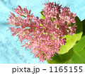 ハート 1165155