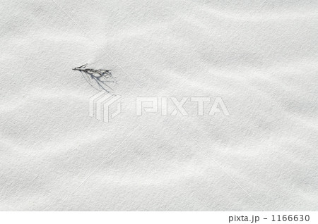 ホワイトサンズ 1166630