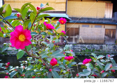 祇園に咲く山茶花 祇園に咲く山茶花 1166767