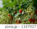 イチゴ 1167027