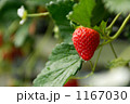 イチゴ 1167030