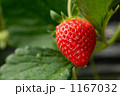 イチゴ 1167032