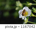 ハチ 1167042