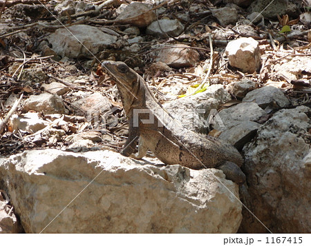 隠れてるつもり 1167415