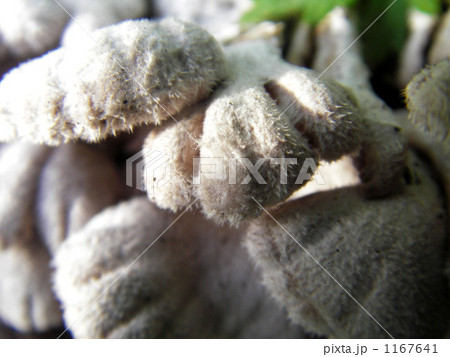 スエヒロタケ 1167641