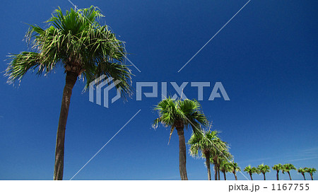 ワシントンヤシモドキ 1167755