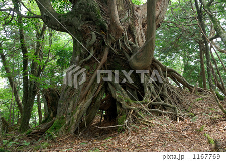 奥駆け道の古木 1167769