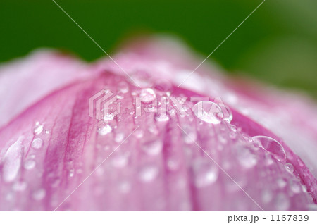 雨にぬれる蓮の花 雨にぬれる蓮の花 1167839