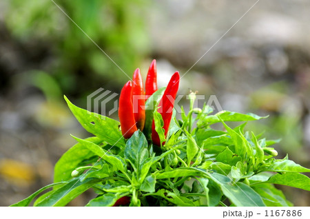 収穫前の赤唐辛子 1167886