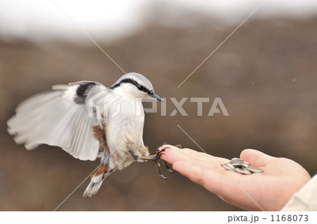 ごちそう付き空港に着陸 1168073