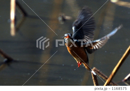 カワセミ 1168575