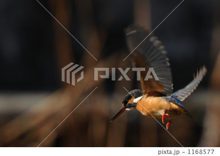 カワセミ カワセミ 1168577