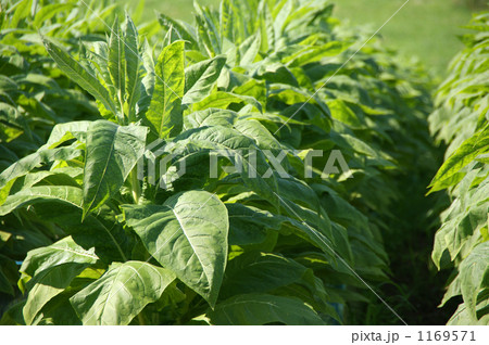 葉たばこ 1169571