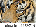 トラ 1169719