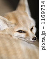 フェネック 1169734