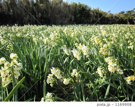 城ヶ島の水仙 城ヶ島の水仙 1169908