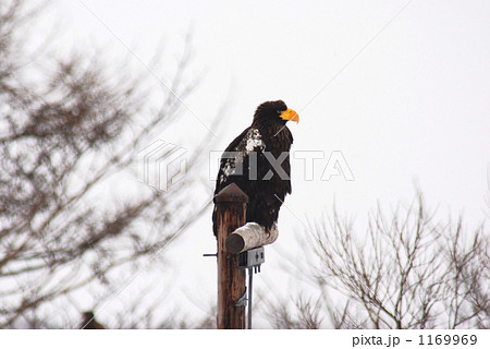 オオワシの越冬 1169969