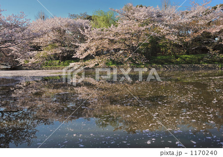 段かずら 1170240