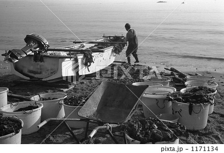 三浦海岸・三浦わかめ漁　昭和58年 1171134
