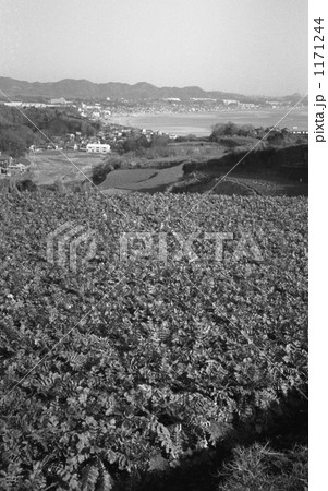 三浦半島・ダイコン畑　昭和58年 1171244