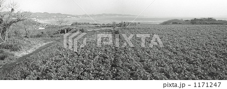 三浦半島・ダイコン畑　昭和58年 1171247