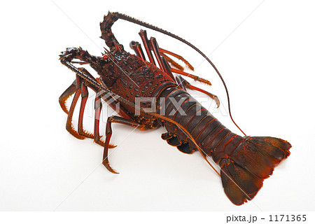伊勢海老 伊勢海老 1171365