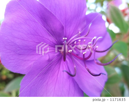 ノボタン ノボタン 1171635