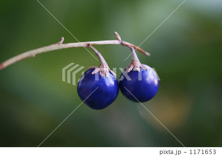 ジャノヒゲ ジャノヒゲ 1171653