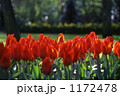 赤いチューリップ 1172478