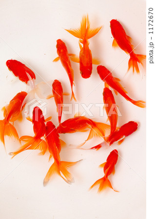 Goldfish Stock Photo