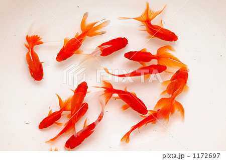 金魚 金魚 1172697