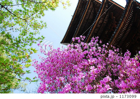 仁和寺の三つ葉ツツジ４ 1173099