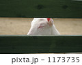 1173735