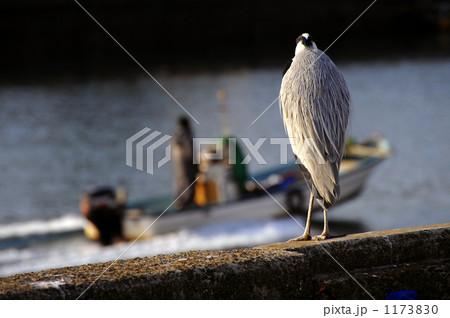 アオサギ 1173830