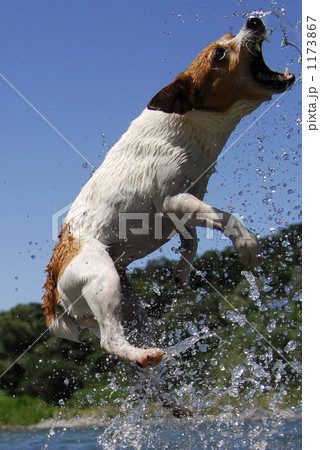 ジャックラッセルテリア 犬 ジャンプの写真素材