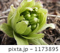 ふきのとう 1173895